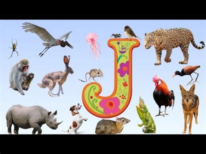 Discover The World Of "J"
