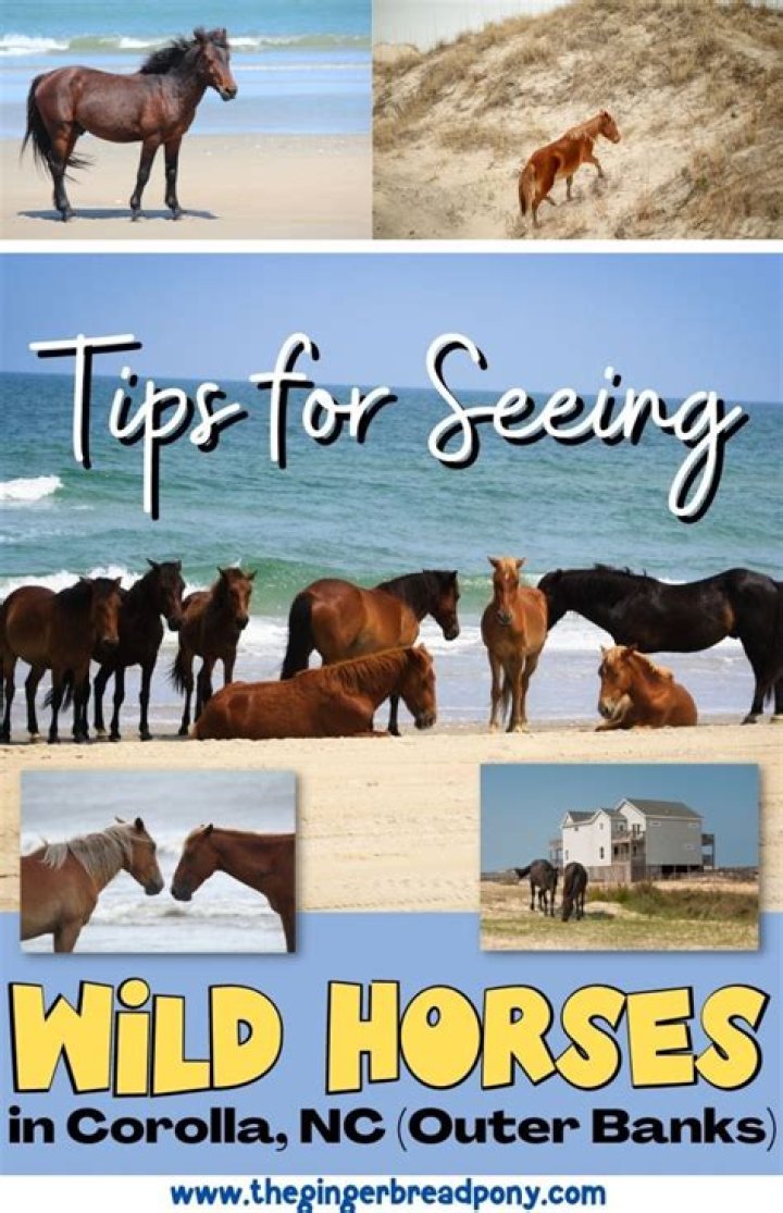 Discoveries And Insights In Captions For Horses