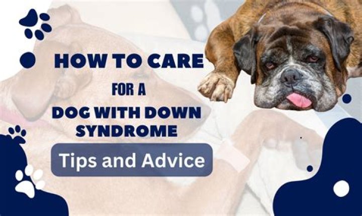 Unveiling The Enigmatic World Of Boxer Dogs With Down Syndrome