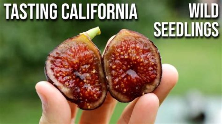 Unveiling The Secrets Of Smyrna Figs: A Journey Of Discovery